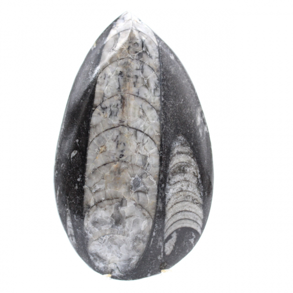 Fossil Orthoceras Morocco