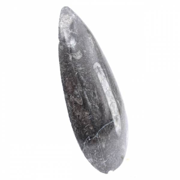 Polished Orthoceras from Morocco