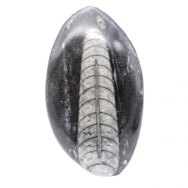 Orthoceras fossil