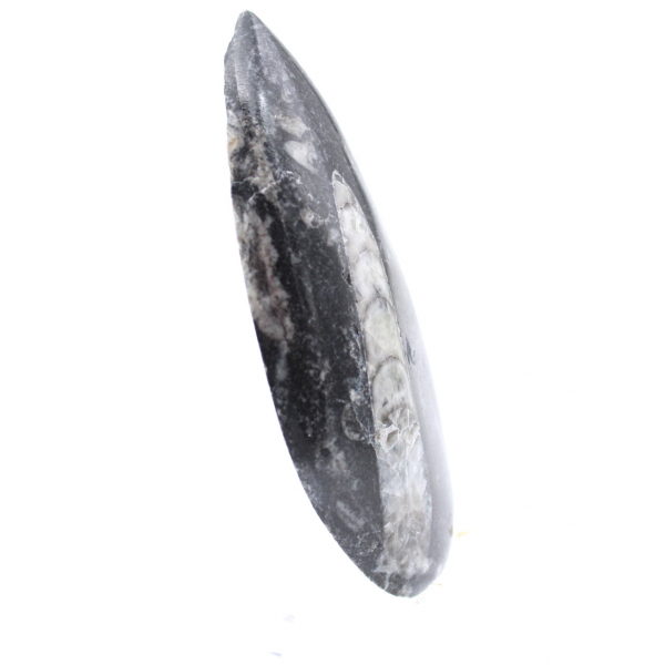 Polished fossil Orthoceras