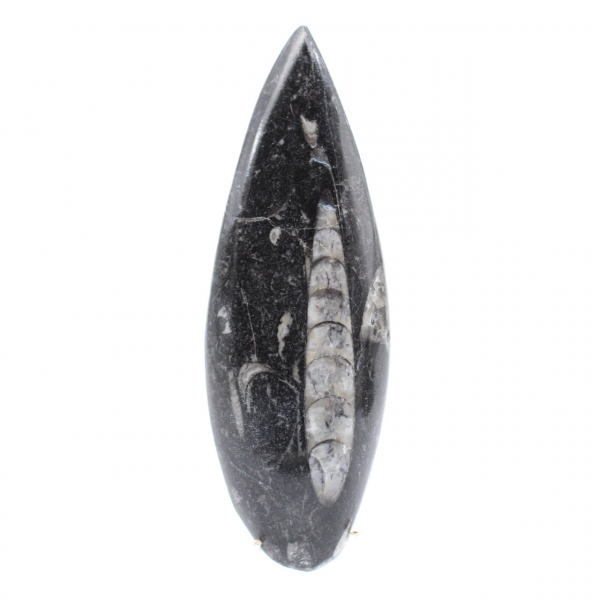 Orthoceras fossil