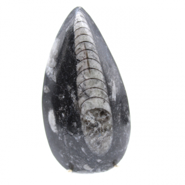 Fossil Orthoceras from Morocco