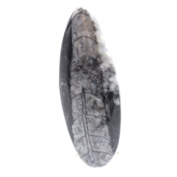 Orthoceras fossil from Morocco