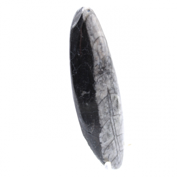 Orthoceras fossil from Morocco