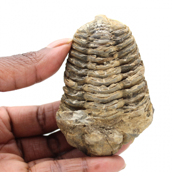 Trilobite from Morocco