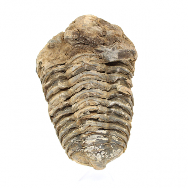 Trilobite from Morocco