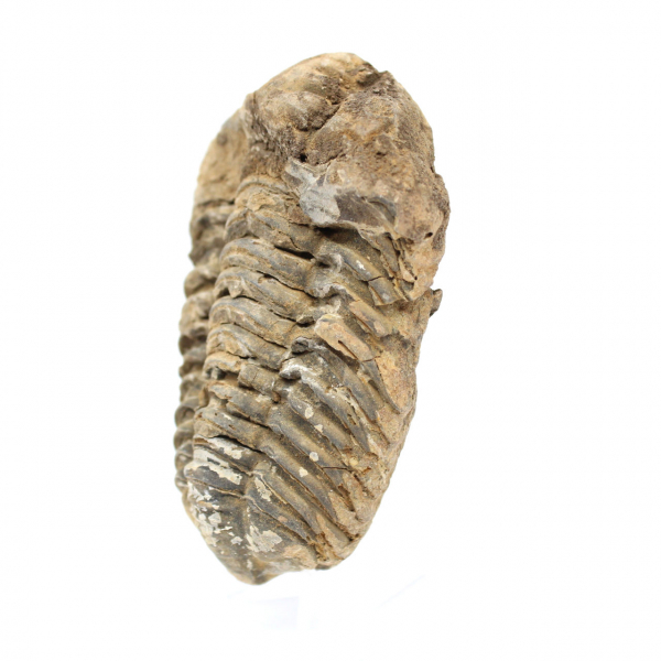 Trilobite from Morocco