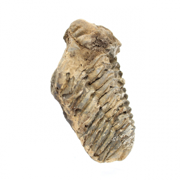 Trilobite from Morocco