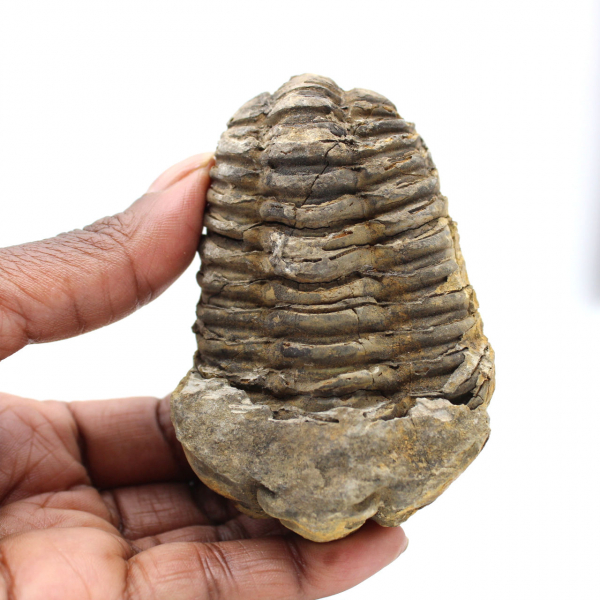 Fossil trilobite