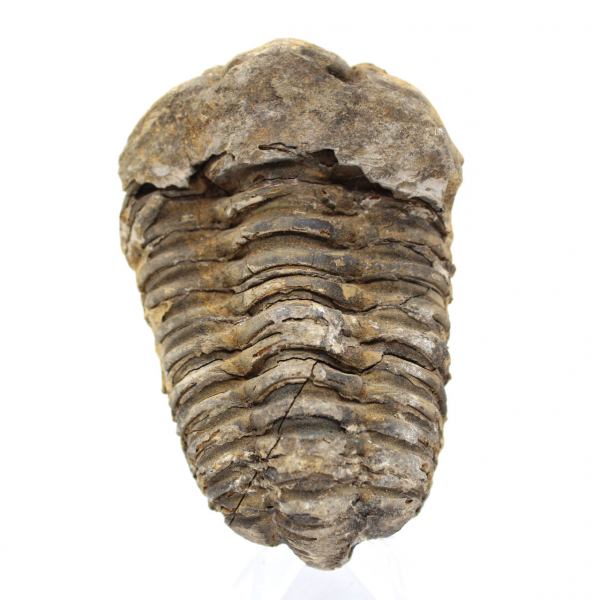 Fossil trilobite