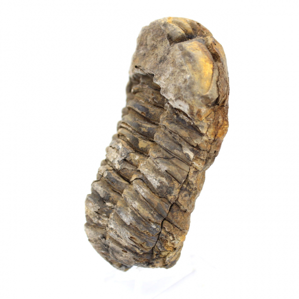 Fossil trilobite