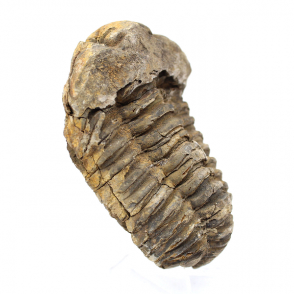 Fossil trilobite