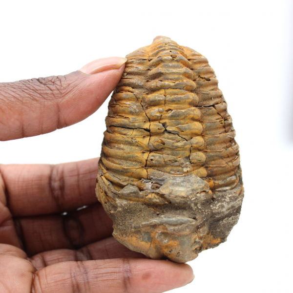 Trilobite from Morocco