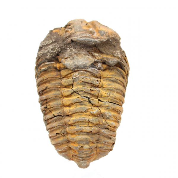 Trilobite fossil