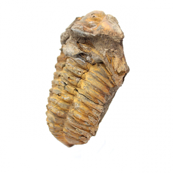 Trilobite fossil