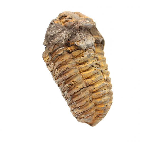 Trilobite fossil