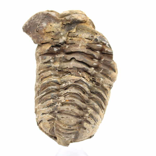 Fossil trilobite from Morocco