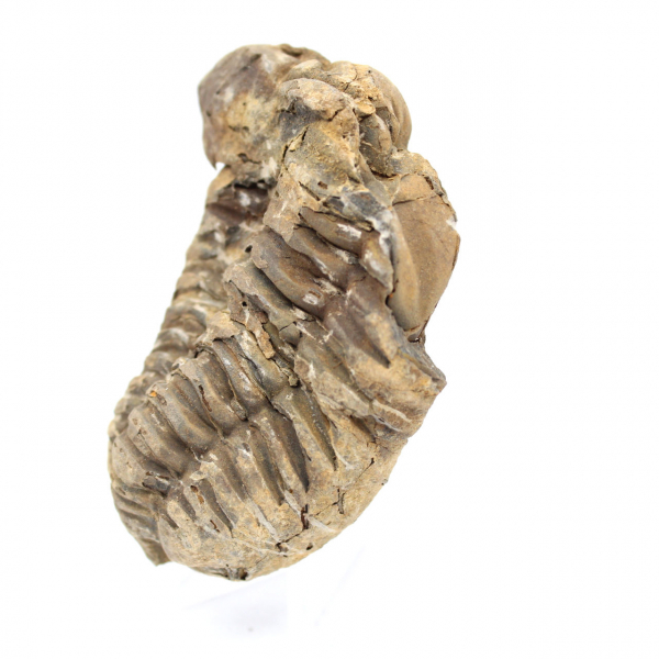 Fossil trilobite from Morocco