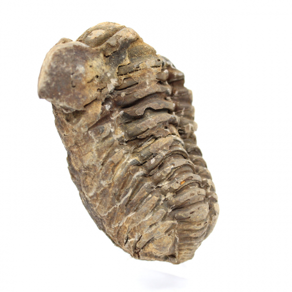 Fossil trilobite from Morocco