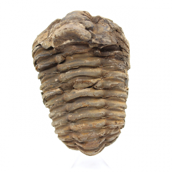 Raw trilobite