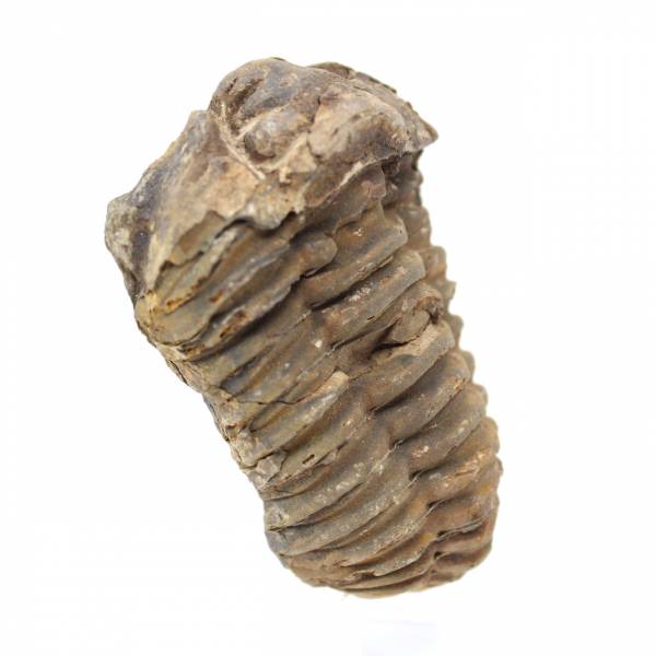 Raw trilobite