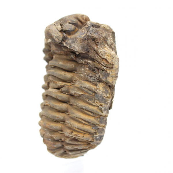 Raw trilobite