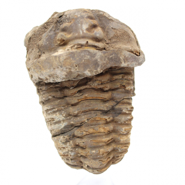 Raw fossil trilobite