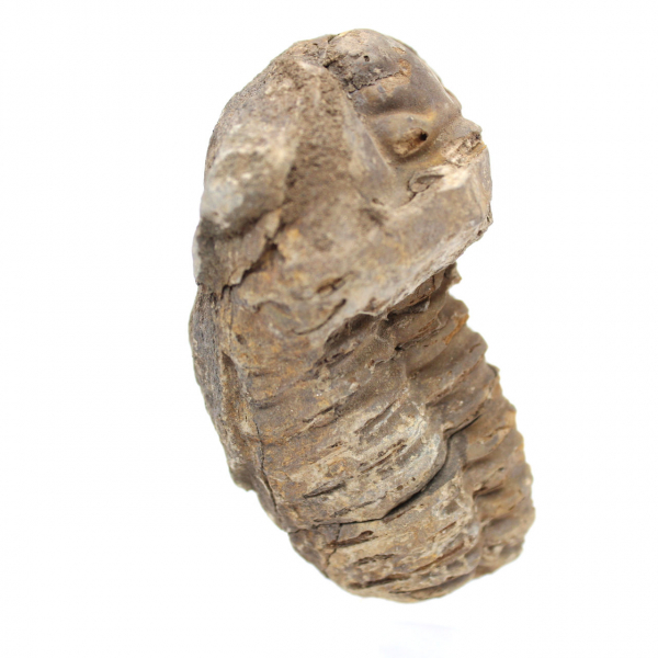 Raw fossil trilobite