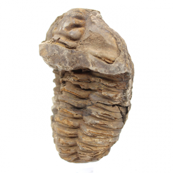 Raw fossil trilobite