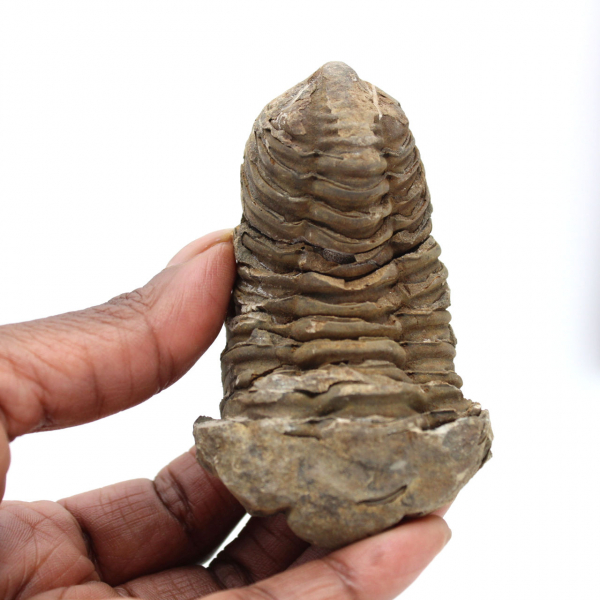 Trilobite from Morocco