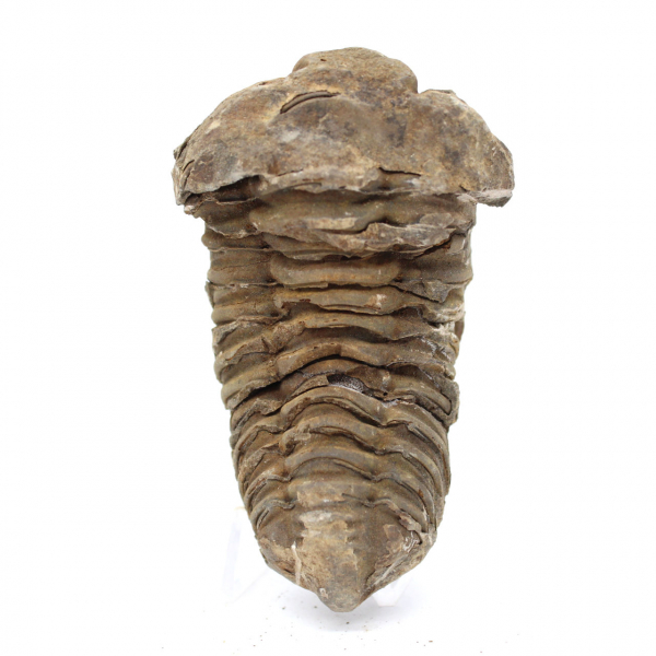 Trilobite