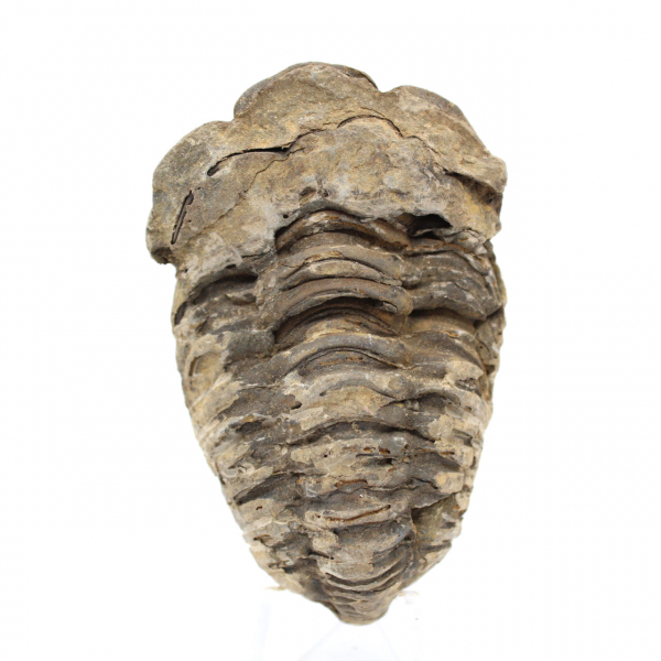 Trilobite