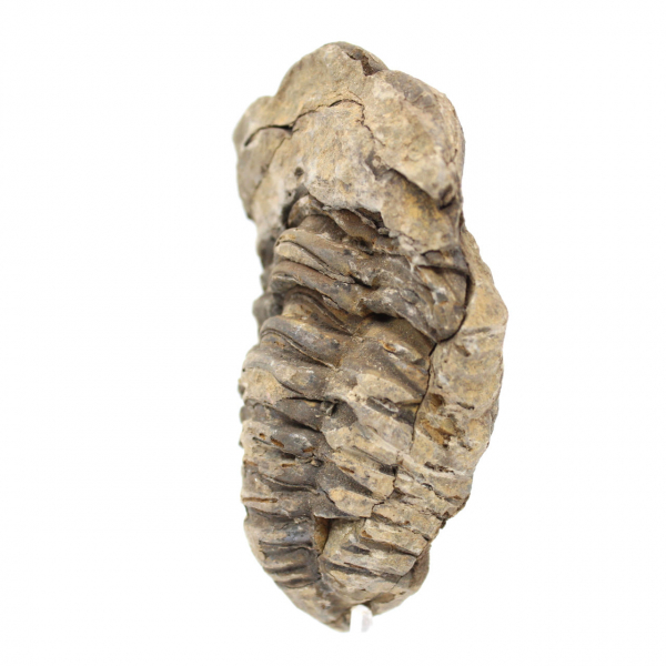 Trilobite