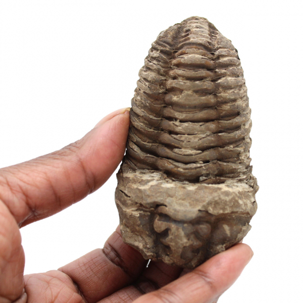 Trilobite from Morocco