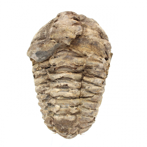 Trilobite from Morocco