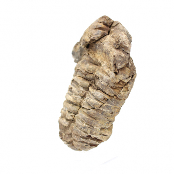 Trilobite from Morocco