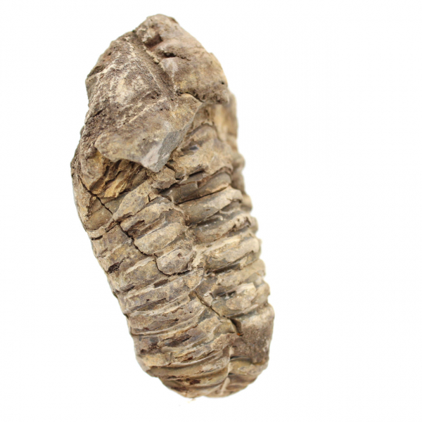 Trilobite from Morocco