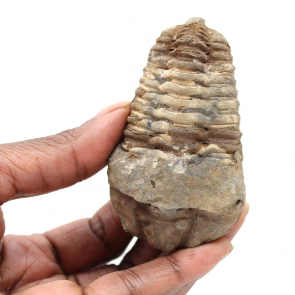 Trilobite from Morocco