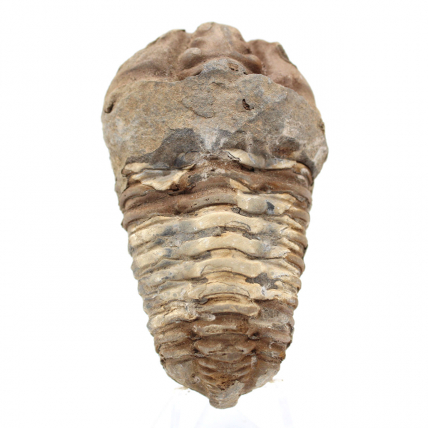 Fossil trilobite