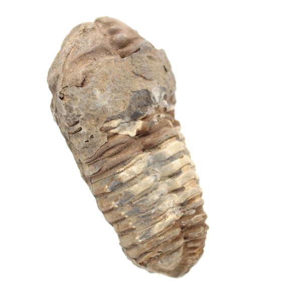 Fossil trilobite