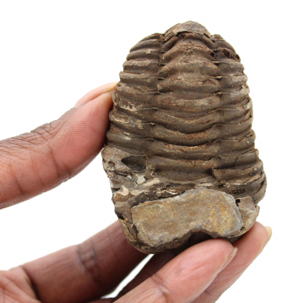 Fossil trilobite Morocco