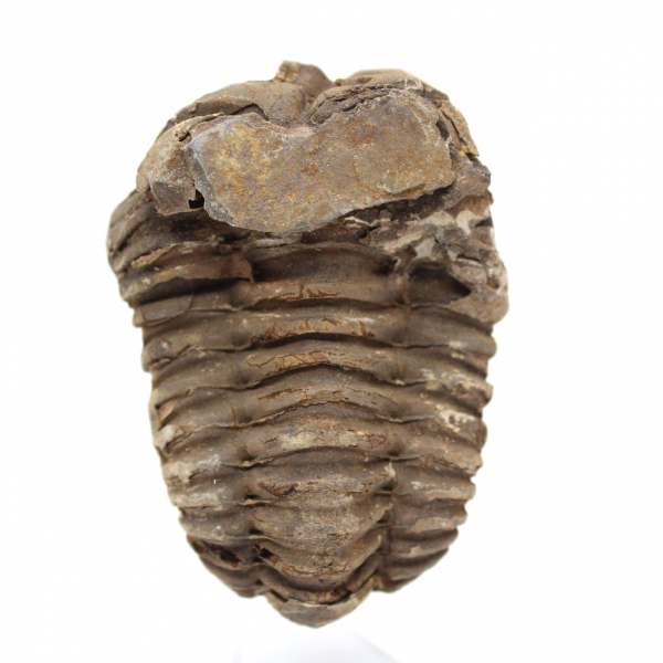 Fossil trilobite Morocco