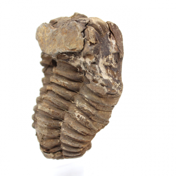 Fossil trilobite Morocco