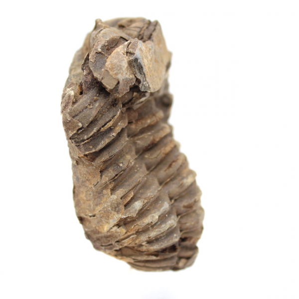 Fossil trilobite Morocco