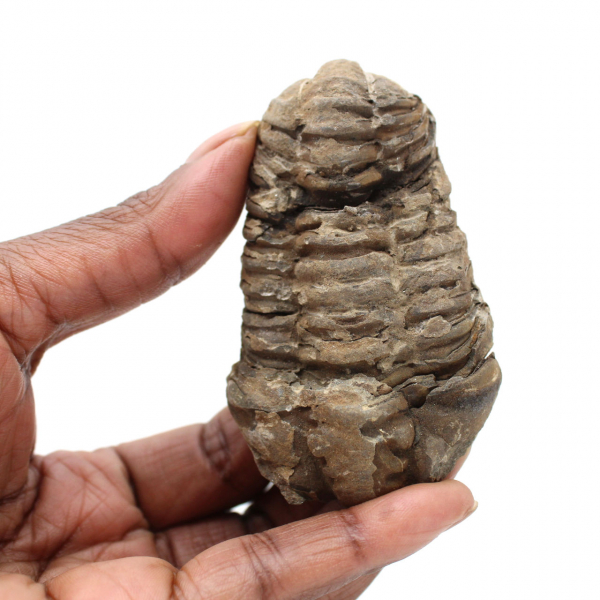 Trilobite fossil from Morocco