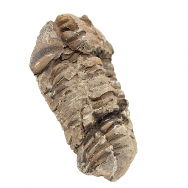 Trilobite fossil from Morocco