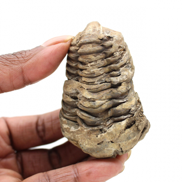 Trilobite from Morocco