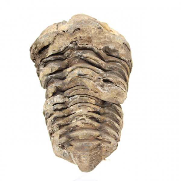 Trilobite fossil Morocco