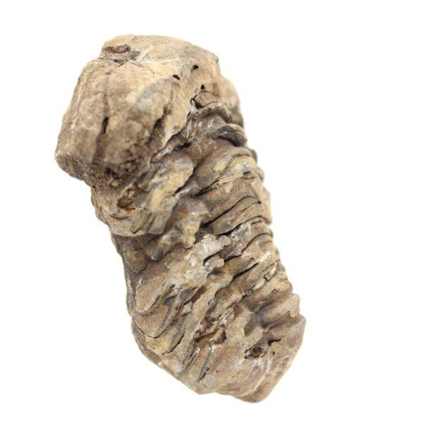 Trilobite fossil Morocco