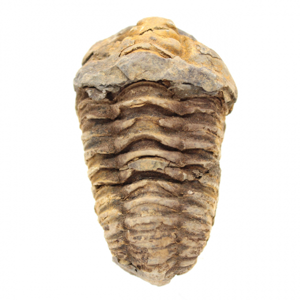 Raw trilobite